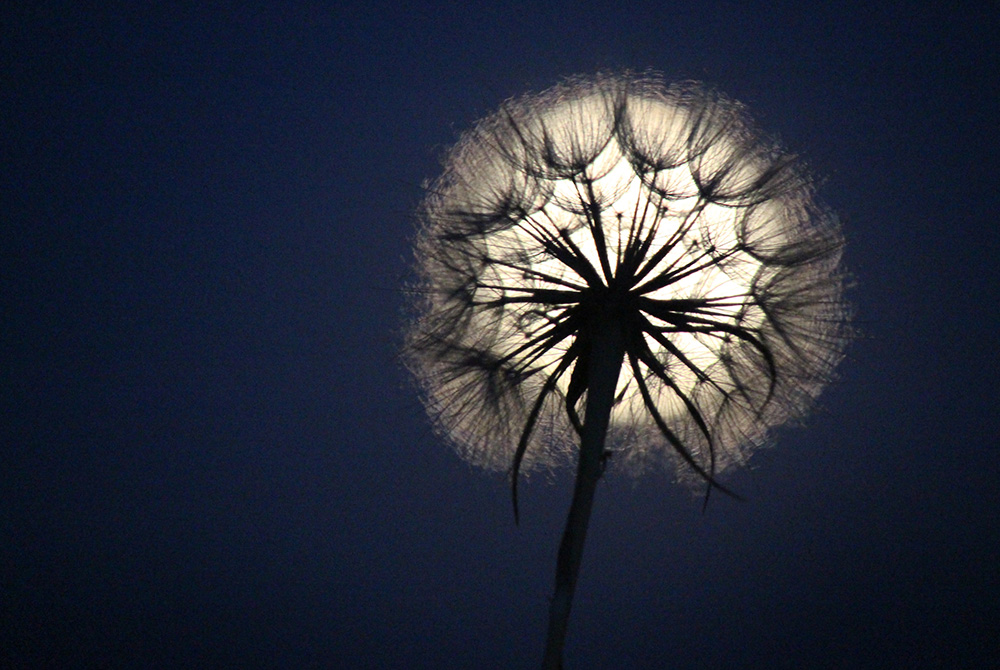 full moon behind dandelion puff