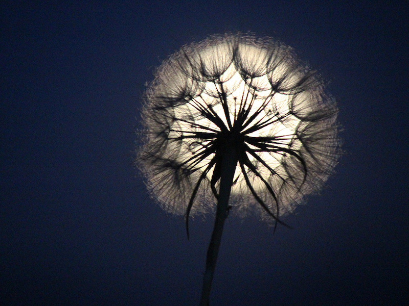 Moon in background with a dandelion gone to seed in foreground