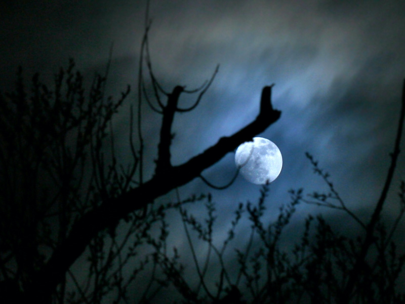 The Moon framed by tree branches