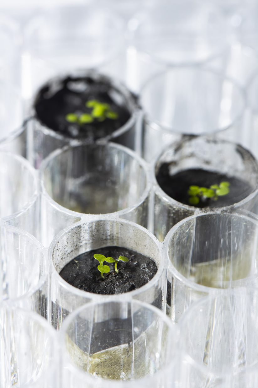 Close-up of clear plastic containers with tiny plants inside.