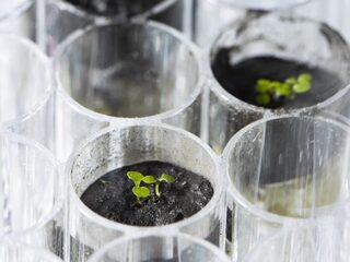 For the first time ever, researchers have grown the hardy and well-studied Arabidopsis thaliana in lunar sample material.